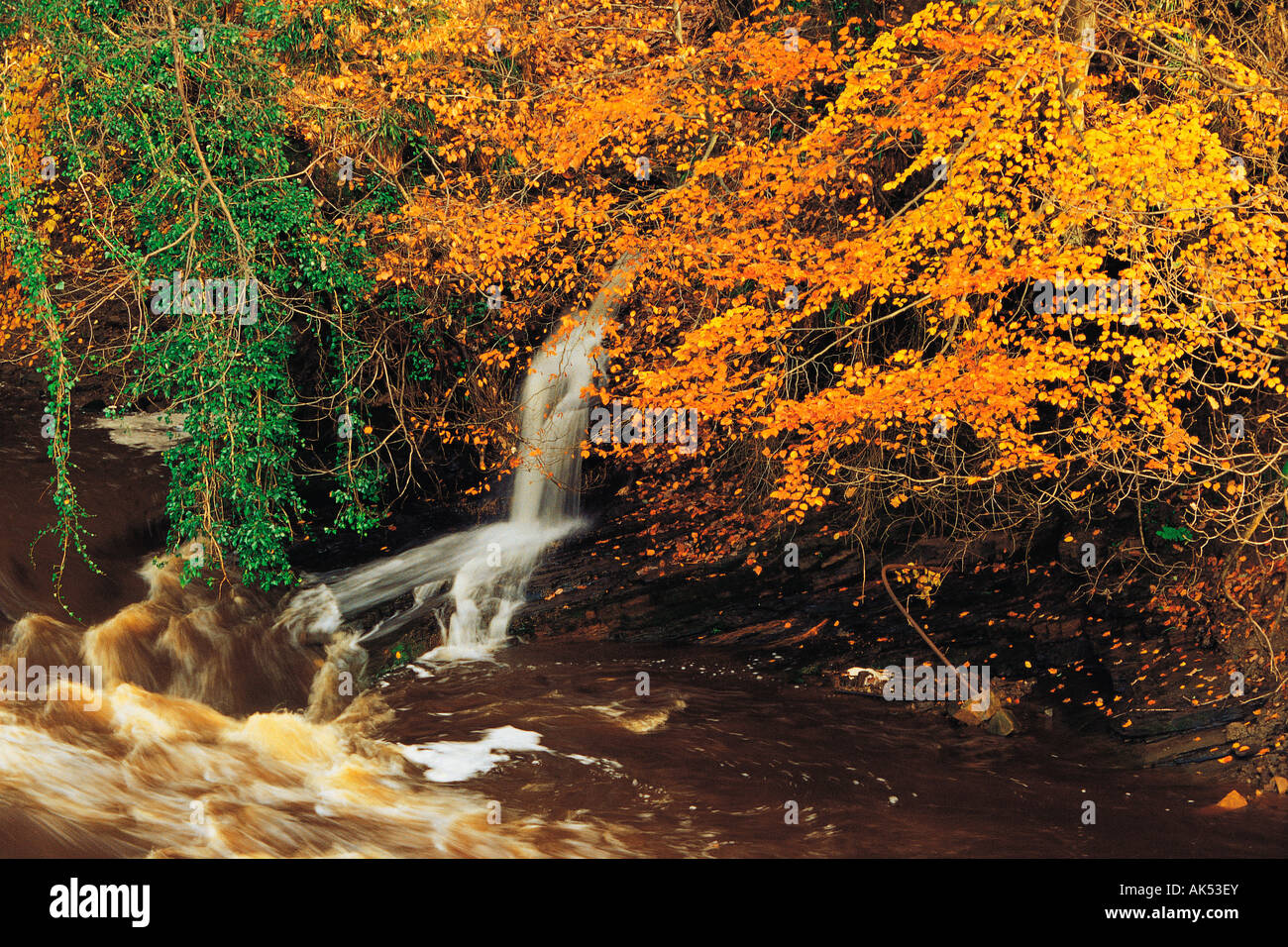 Regno Unito. In Inghilterra. Derbyshire. Il Peak District. Flusso di bosco cascata in autunno. Foto Stock