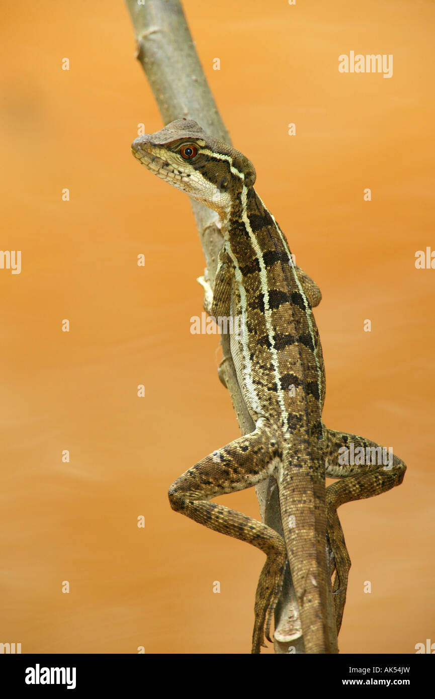 Gesù Cristo Lizard su un albero in un stagno nella foresta pluviale del Parco Metropolitano, Città di Panama, Repubblica di Panama. Foto Stock