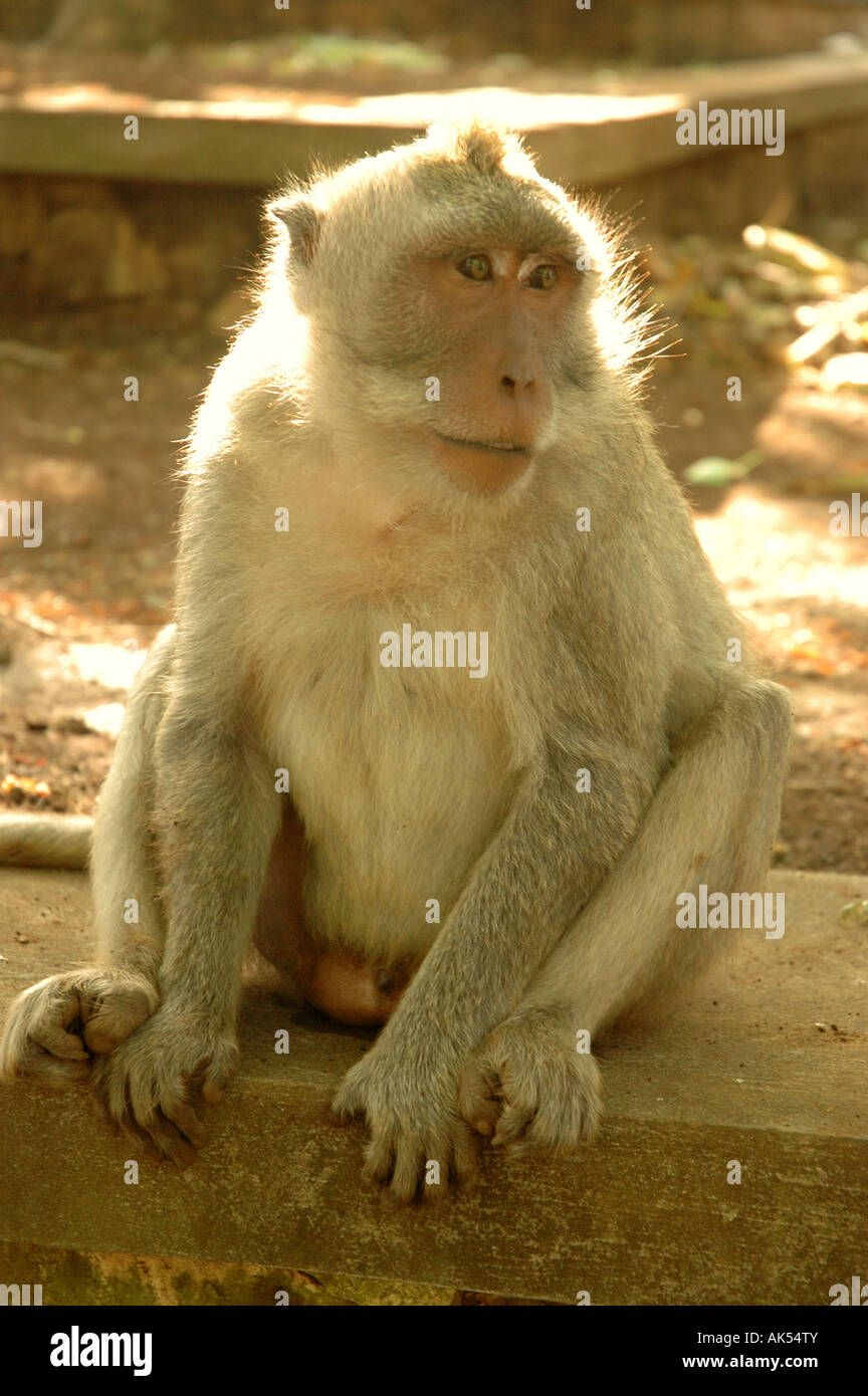 Una scimmia grasso seduto a Bali Foto Stock