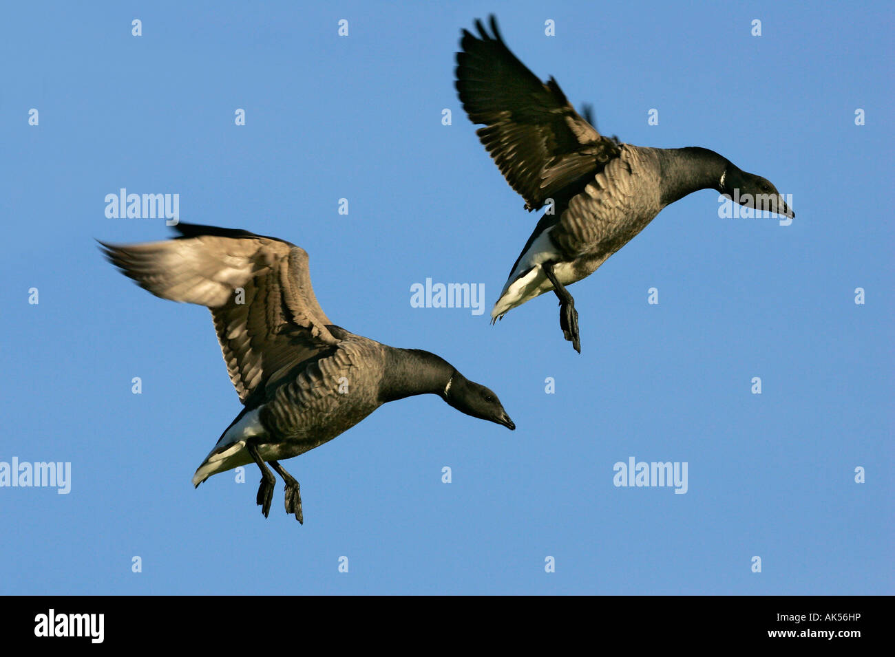 Brent Goose Foto Stock