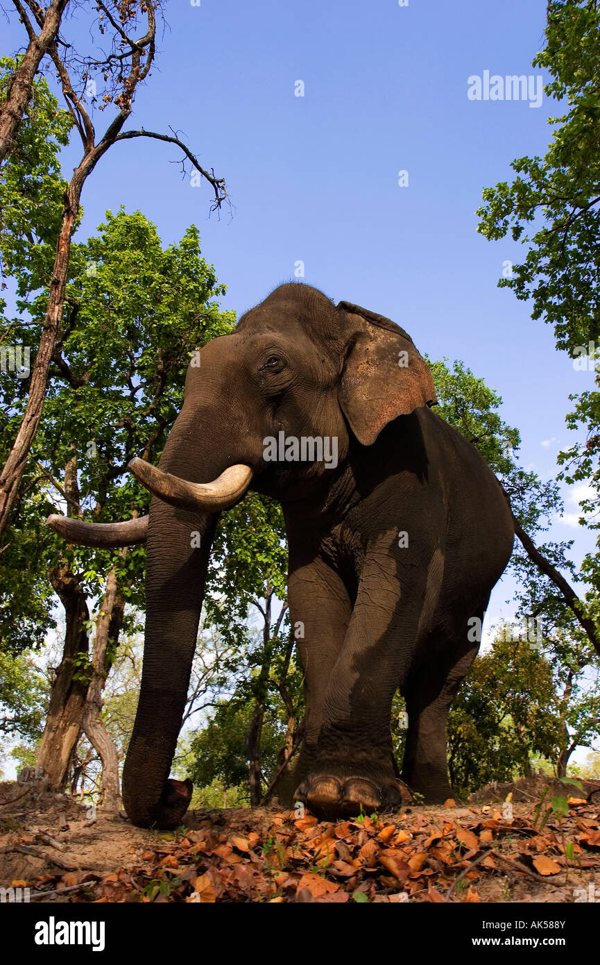 L'elefante indiano / Elefante asiatico Foto Stock
