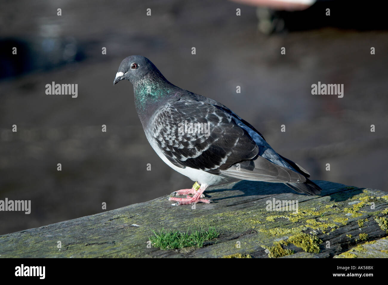 Racing pigeon arroccato sulla parete del porto. Minehead. Somerset. Foto Stock