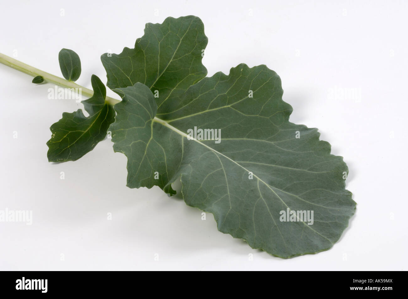 Cavolo rapa Foto Stock