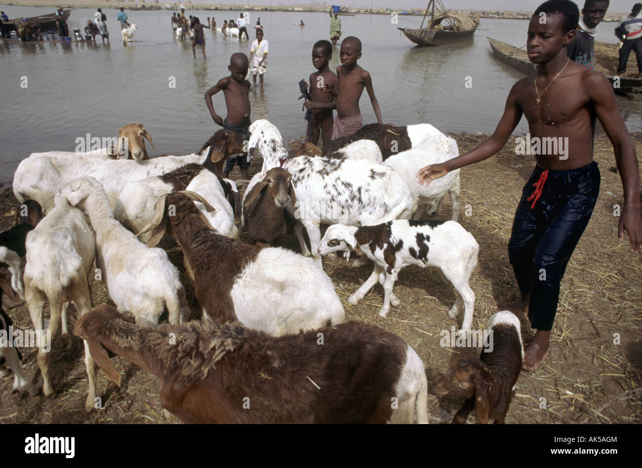 Ragazzi con capre sulle rive del fiume Niger in Mali dove esse vengono lavate per mantenerli in buon aspetto e salute Foto Stock