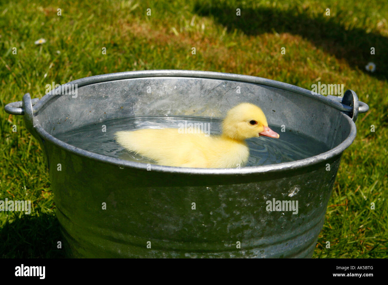 Anas platyrhynchos domesticus Foto Stock