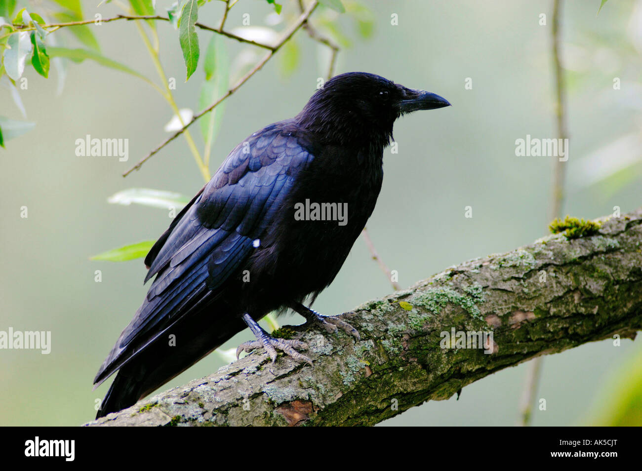 Cornacchia Foto Stock