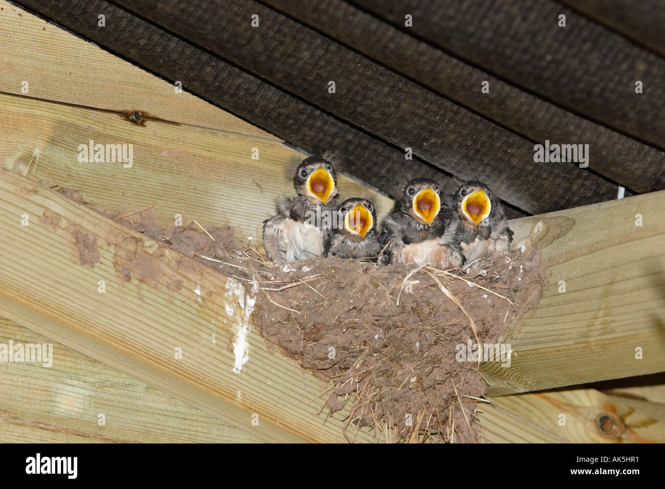 Quattro Barn Swallow pulcini a nido chiamando per alimenti Foto Stock