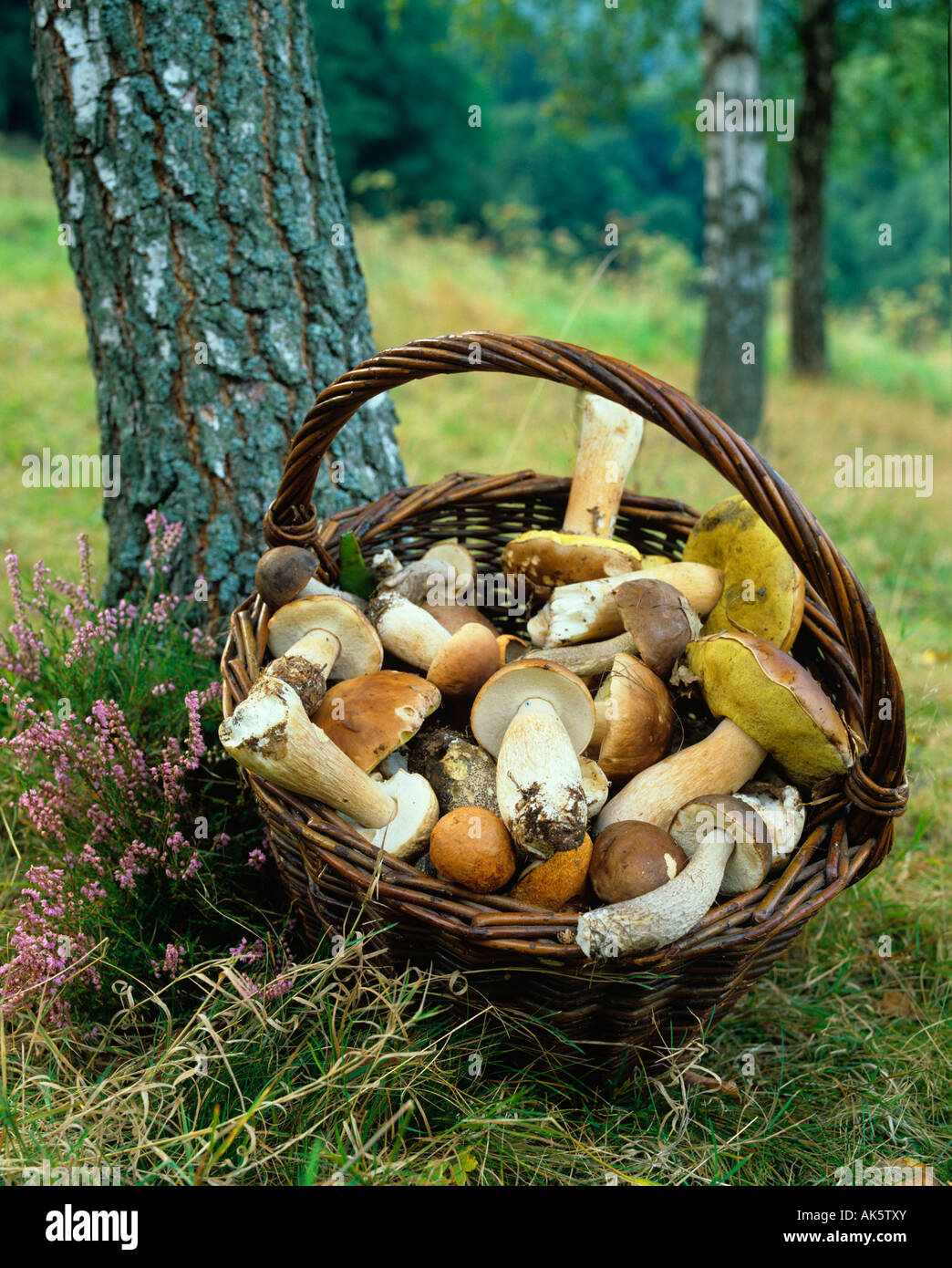 Cep Bun / Penny Bun Foto Stock