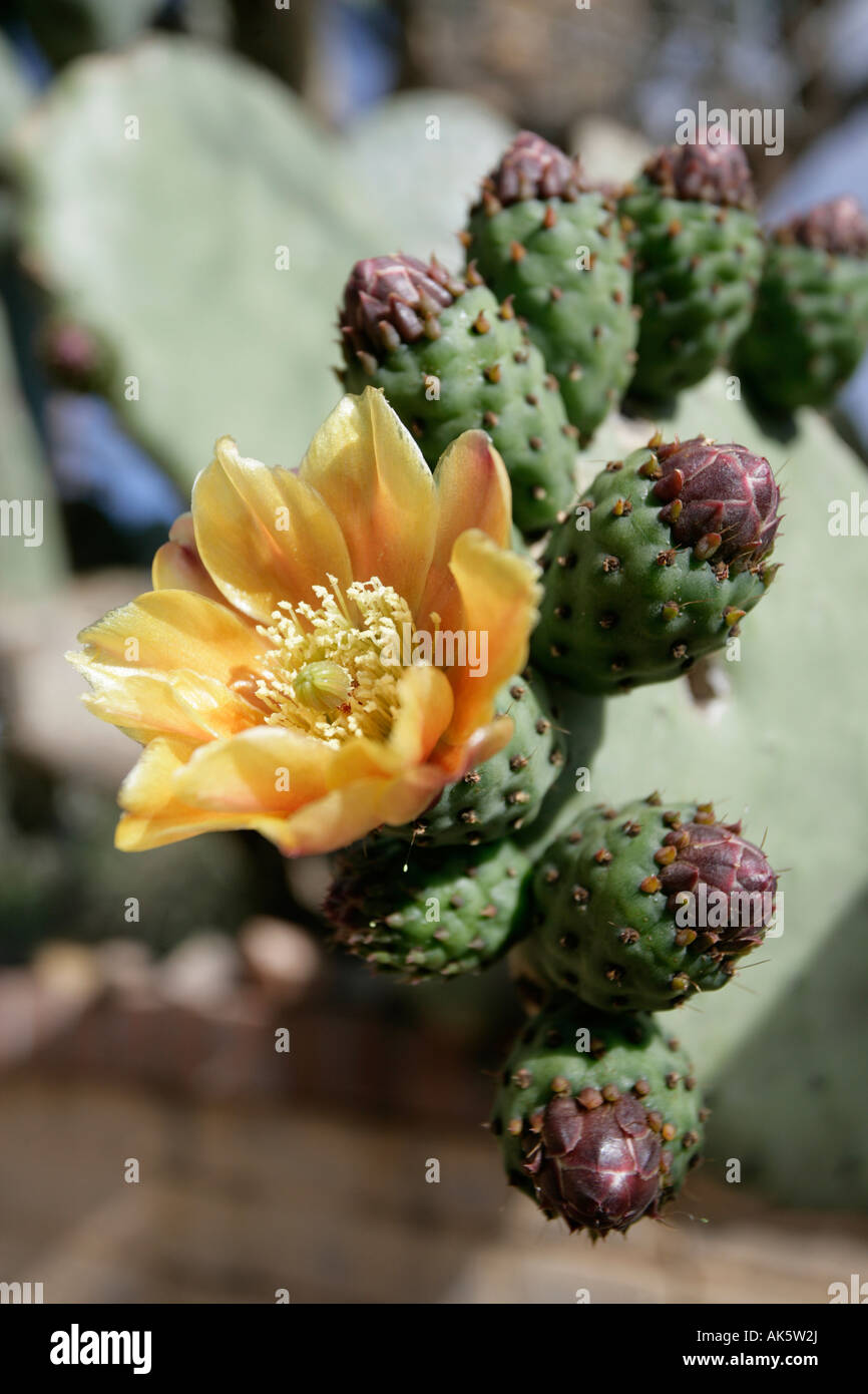 Una chiusura di fiori su un fico d'india cactus Foto Stock