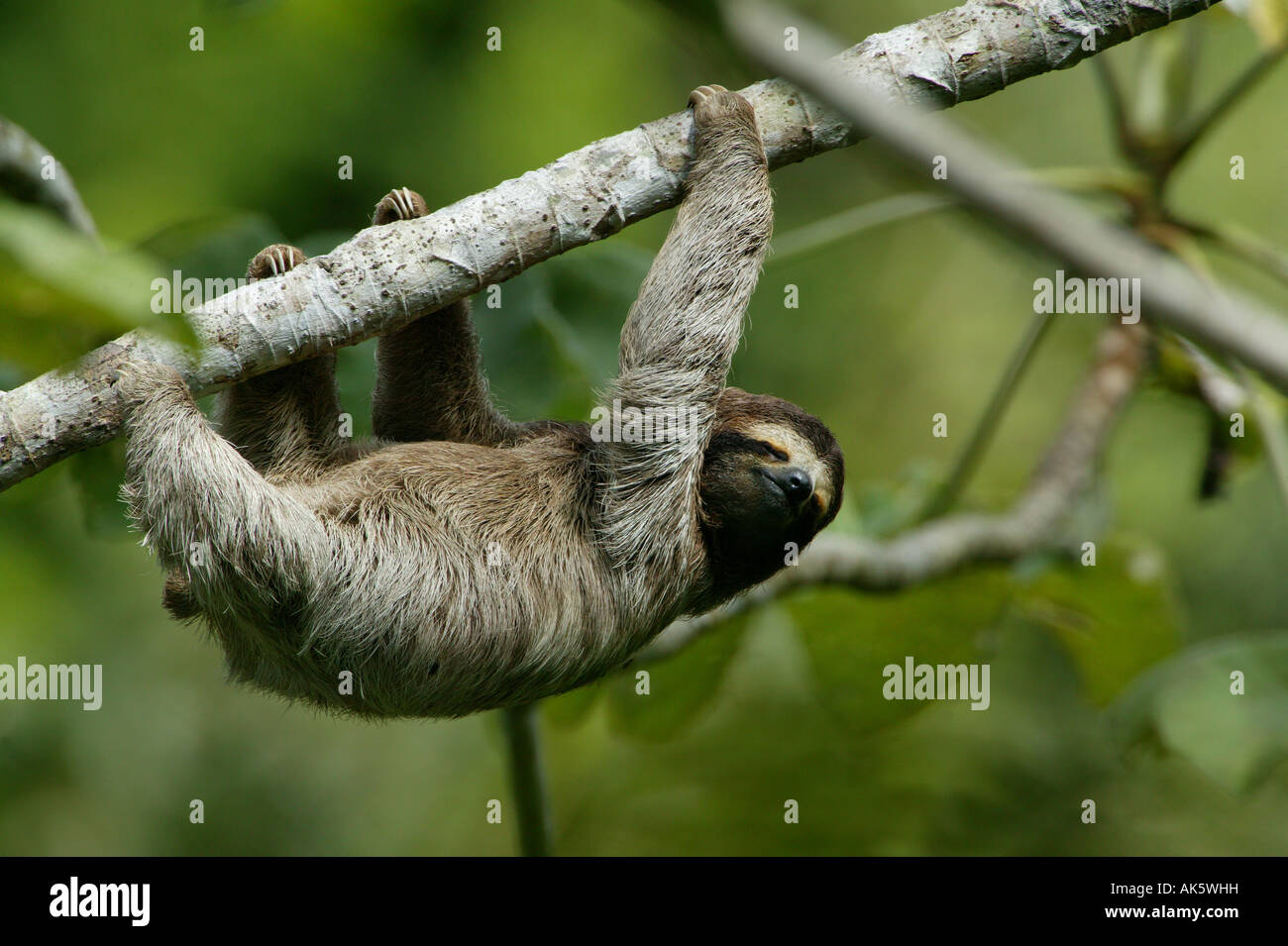 Il bradipo, Bradypus variegatus, nei 265 ettari della foresta pluviale del Parco Metropolitano, Città di Panama, Repubblica di Panama. Foto Stock