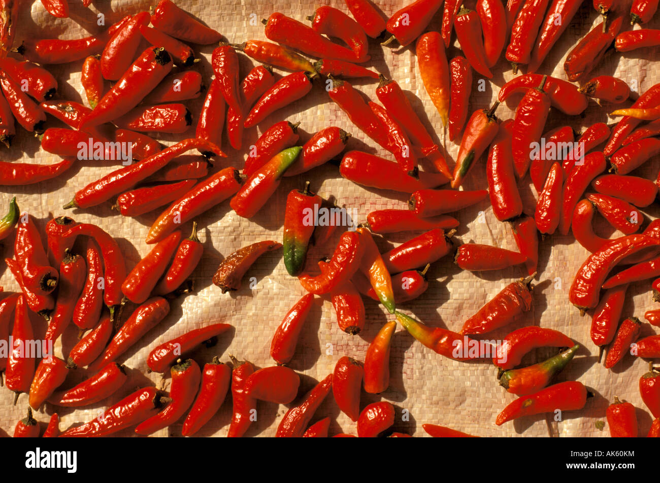 Cina, nel Guangxi. Longsheng Dragon's backbone terrazze di riso selvatico, peperoncino. Foto Stock