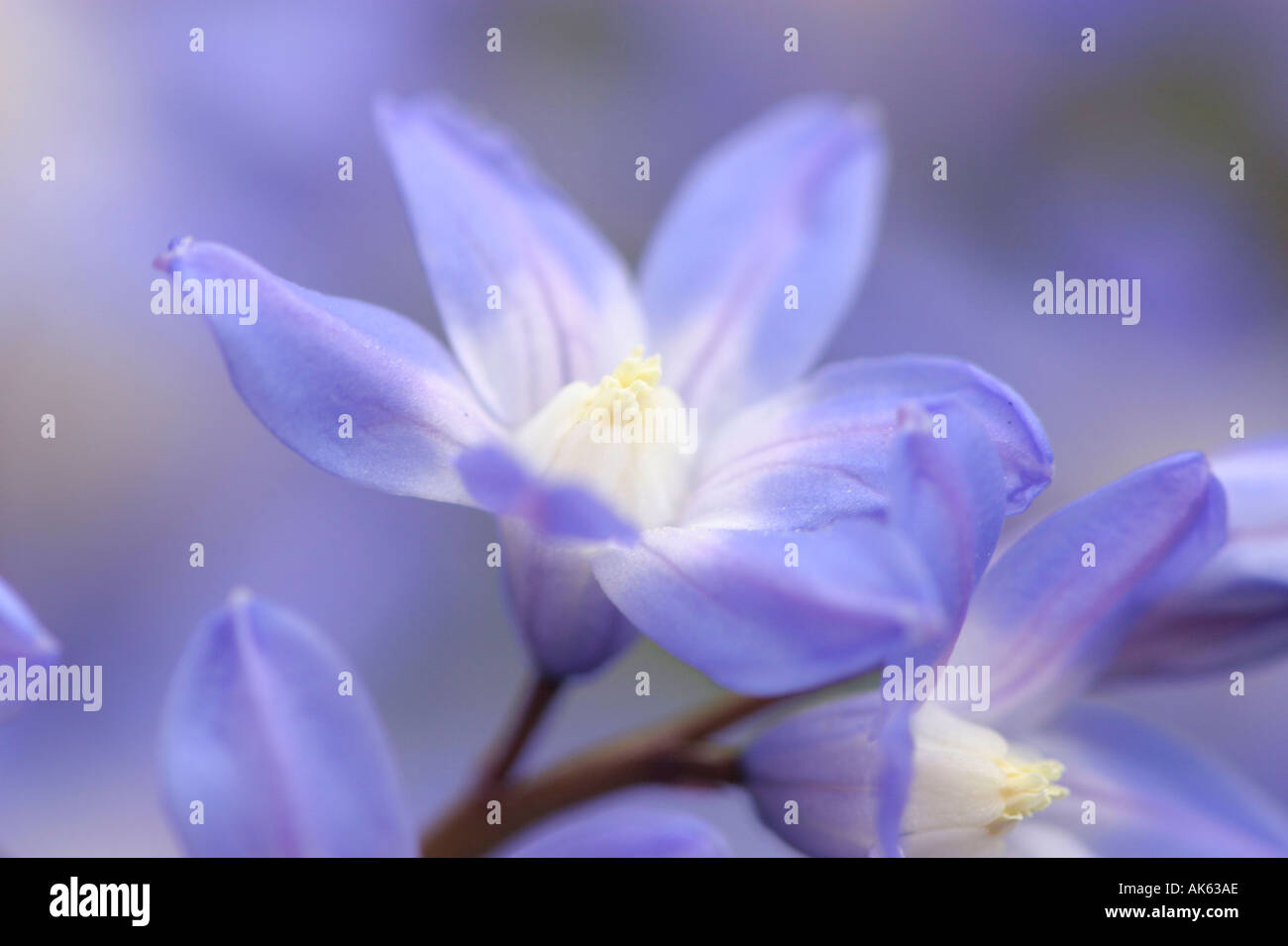 Alpine squill Scilla bifolia zweiblaettriger blaustern zweiblättriger europa piante pflanzen blumen fiori Foto Stock