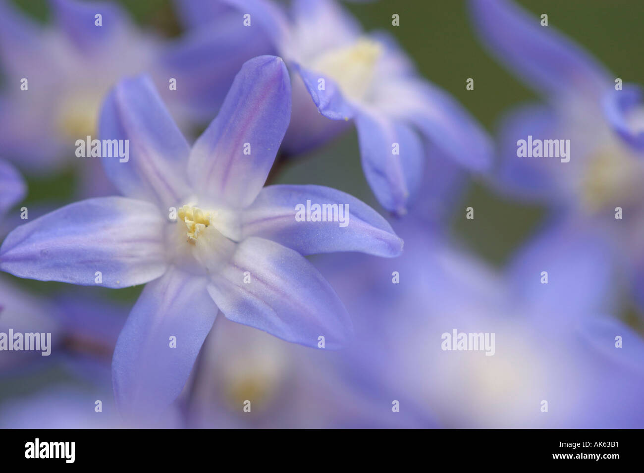 Alpine squill Scilla bifolia zweiblaettriger blaustern zweiblättriger europa piante pflanzen blumen fiori Foto Stock