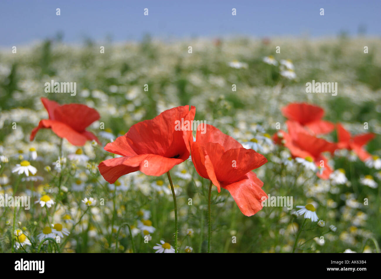 Papaveri comune della Renania settentrionale-Vestfalia Germania Papaver rhoeas klatschmohn Nordrhein Westfalen deutschland europa pflanzen Foto Stock