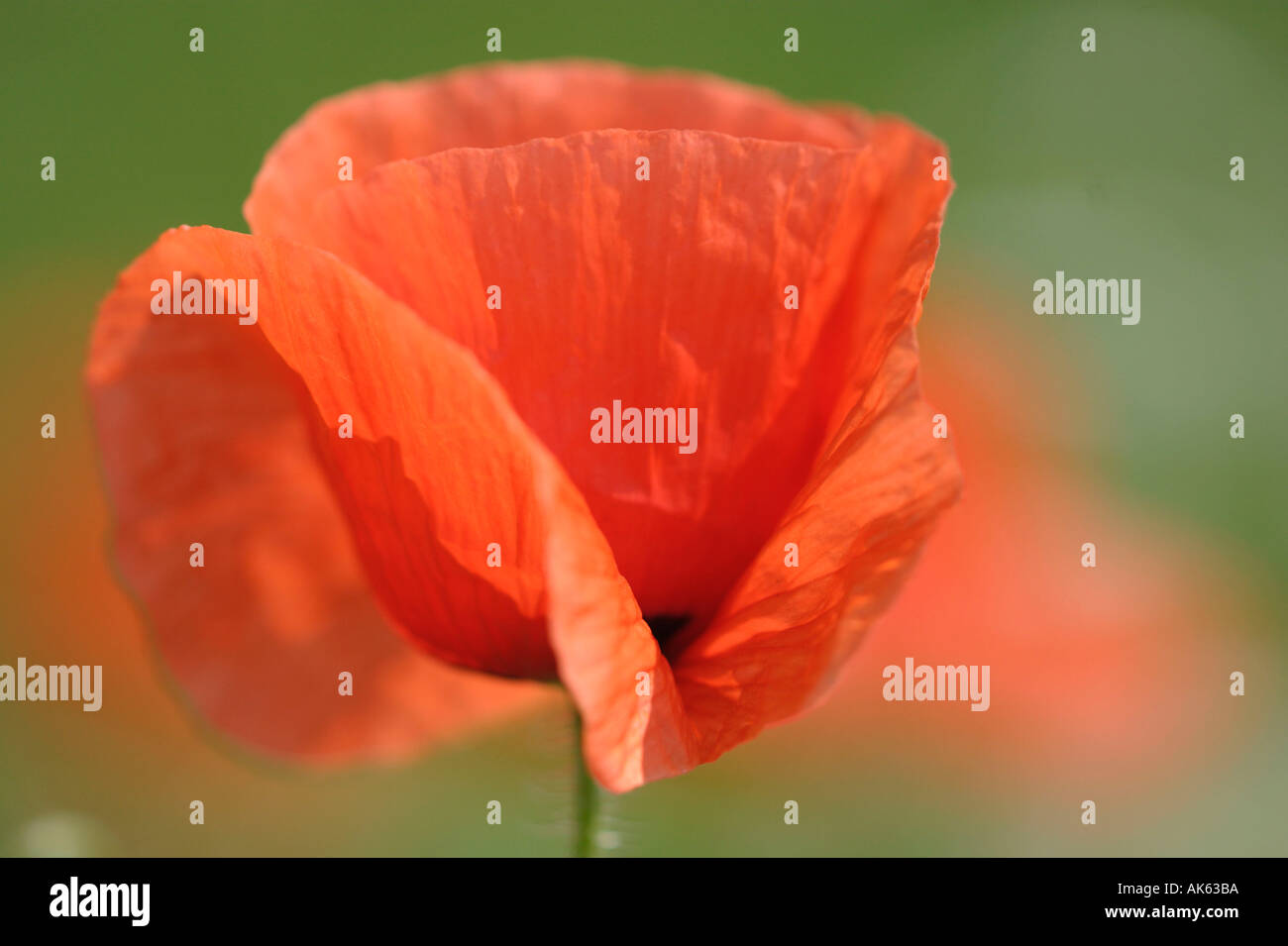 Papavero comune della Renania settentrionale-Vestfalia Germania Papaver rhoeas klatschmohn Nordrhein Westfalen deutschland europa pflanzen Foto Stock