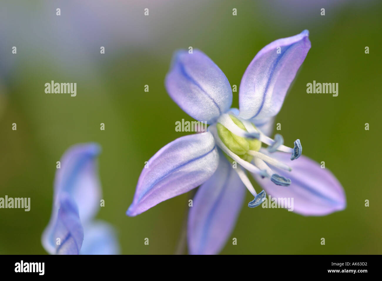 Alpine squill Scilla bifolia zweiblaettriger blaustern zweiblättriger europa piante pflanzen blumen fiori Foto Stock