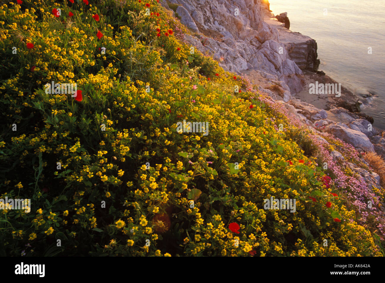 La Grecia, Hydra, fiori di campo sulla costa Foto Stock