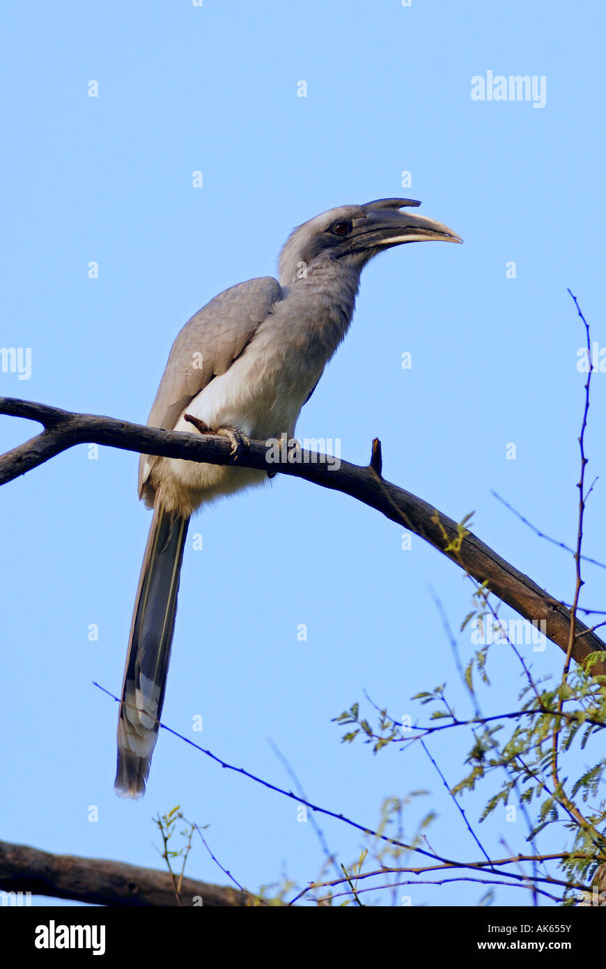 Grigio indiano Hornbill Foto Stock