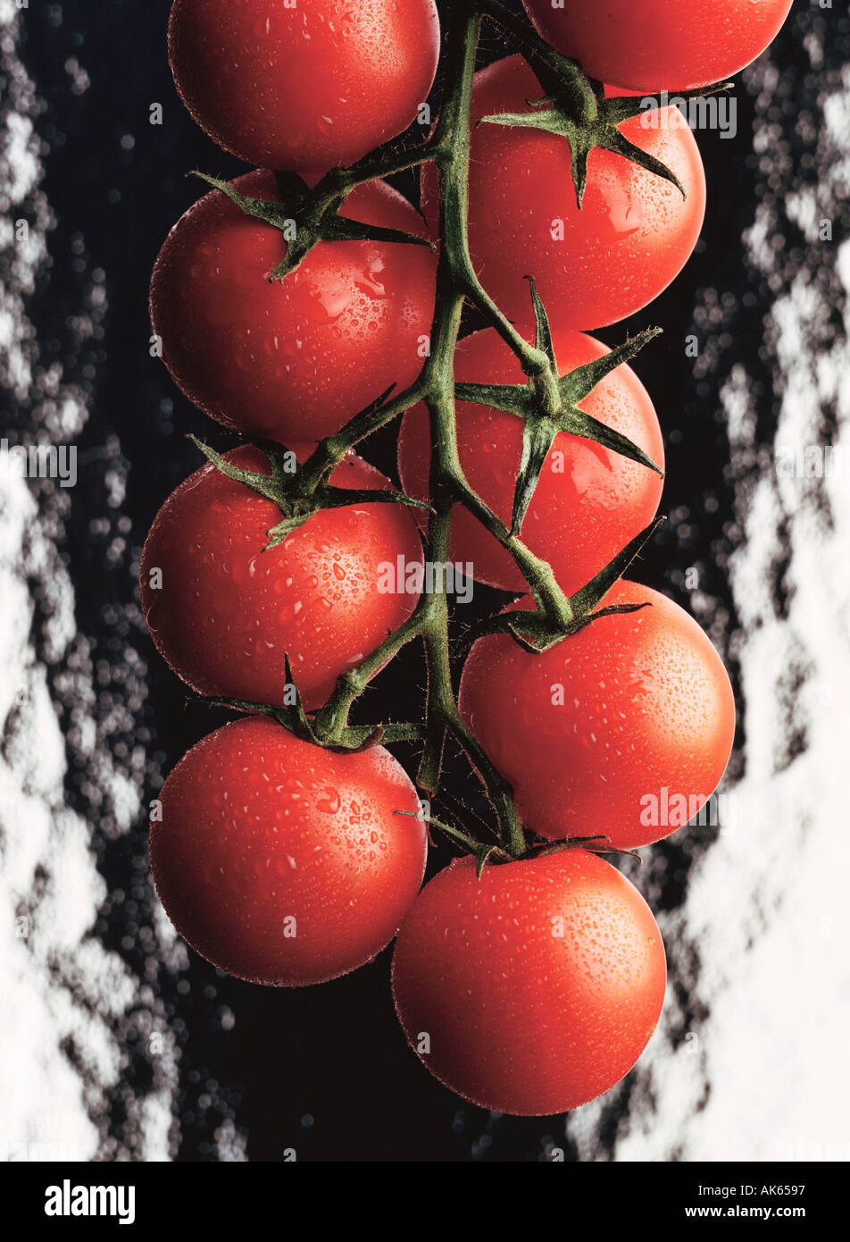 Rosso pomodoro Solanum lycopersicum Rote Tomaten Nutzpflanzen piante utili Gemuese Nachtschattengewaechse vegetale solanacee Foto Stock