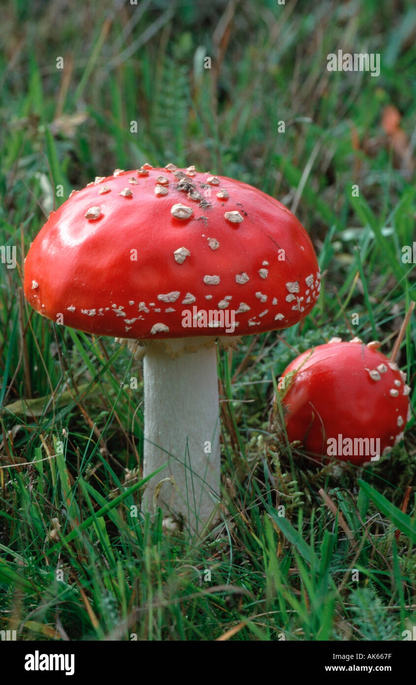 Fly Amanita funghi Svezia amanita muscaria Fliegenpilze Schweden Europa Pilze funghi Giftpflanzen giftig velenoso Foto Stock