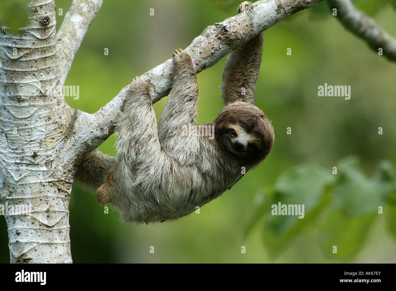 Tris-toed Sloth, Bradypus variegatus, nel parco metropolitano della foresta pluviale di 265 ettari, Città di Panama, Repubblica di Panama, America Centrale. Foto Stock