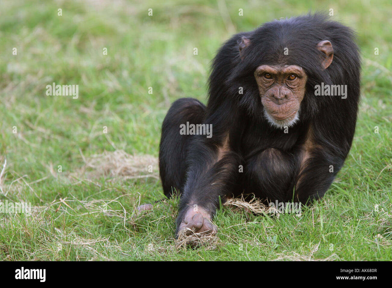 Scimpanzé femmina Elemosinare il cibo - Pan troglodytes Foto Stock