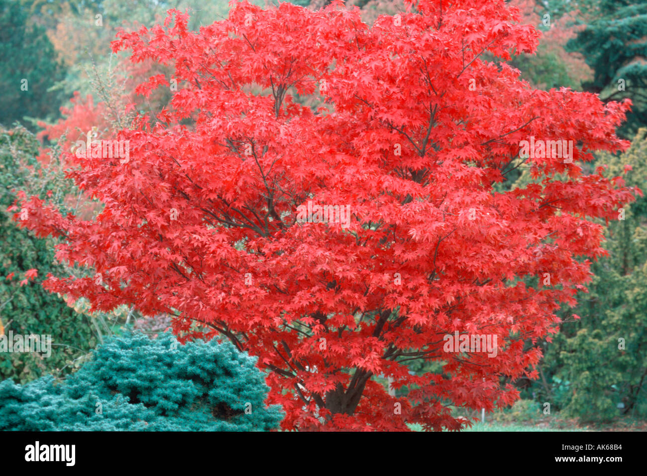 Giapponese acero in autunno Acer palmatum Osakazuki Faecherahorn im Herbst piante Pflanzen Fächerahorn Ahorngewaechse Aceraceae Foto Stock
