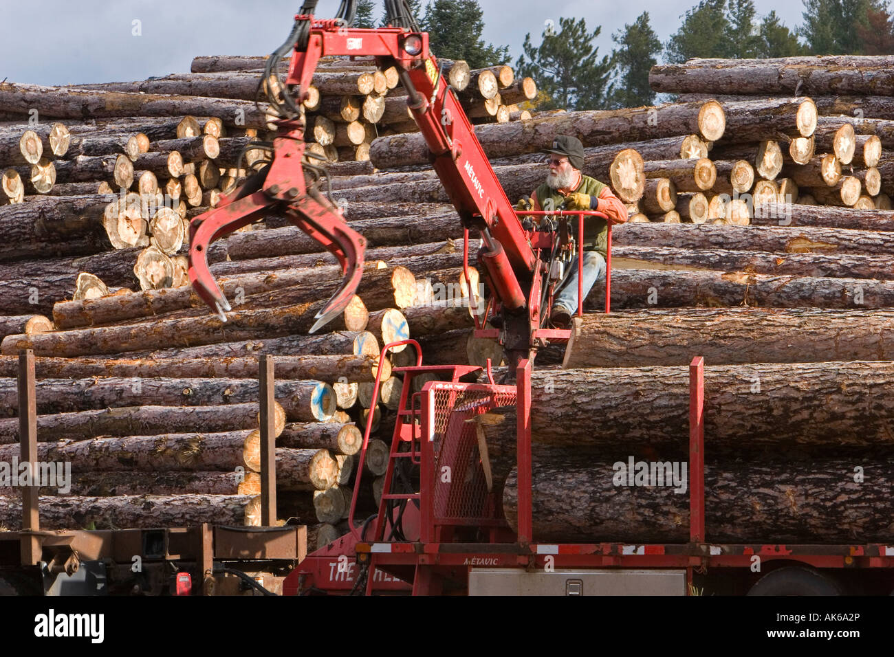 Arbor Vitae Wisconsin log vengono scaricati da un camion all'Pukall legname Azienda segheria Foto Stock