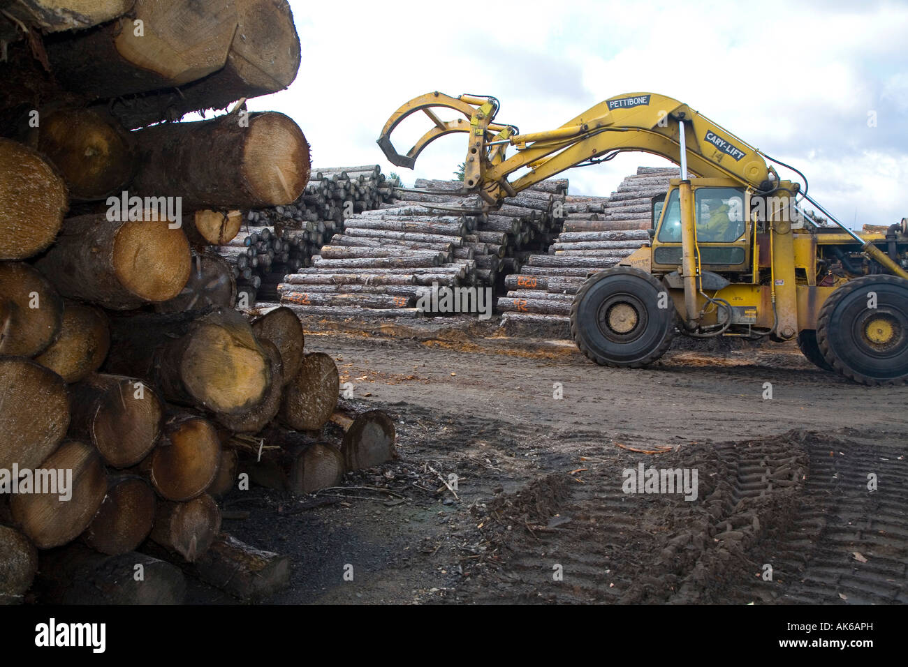 Arbor Vitae Wisconsin log vengono scaricati da un camion all'Pukall legname Azienda segheria Foto Stock