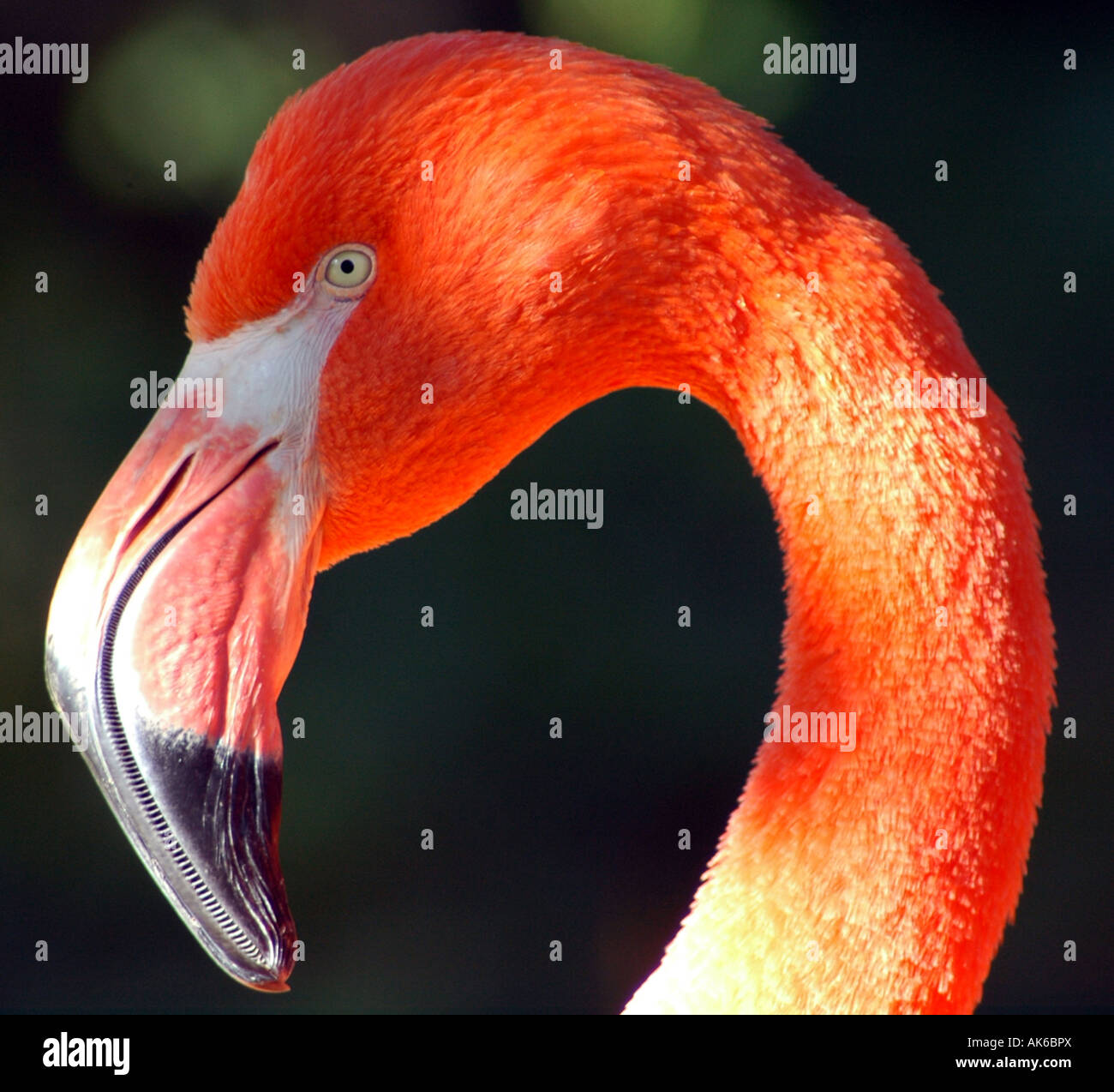 Flamingo close up con sfondo scuro. Foto Stock