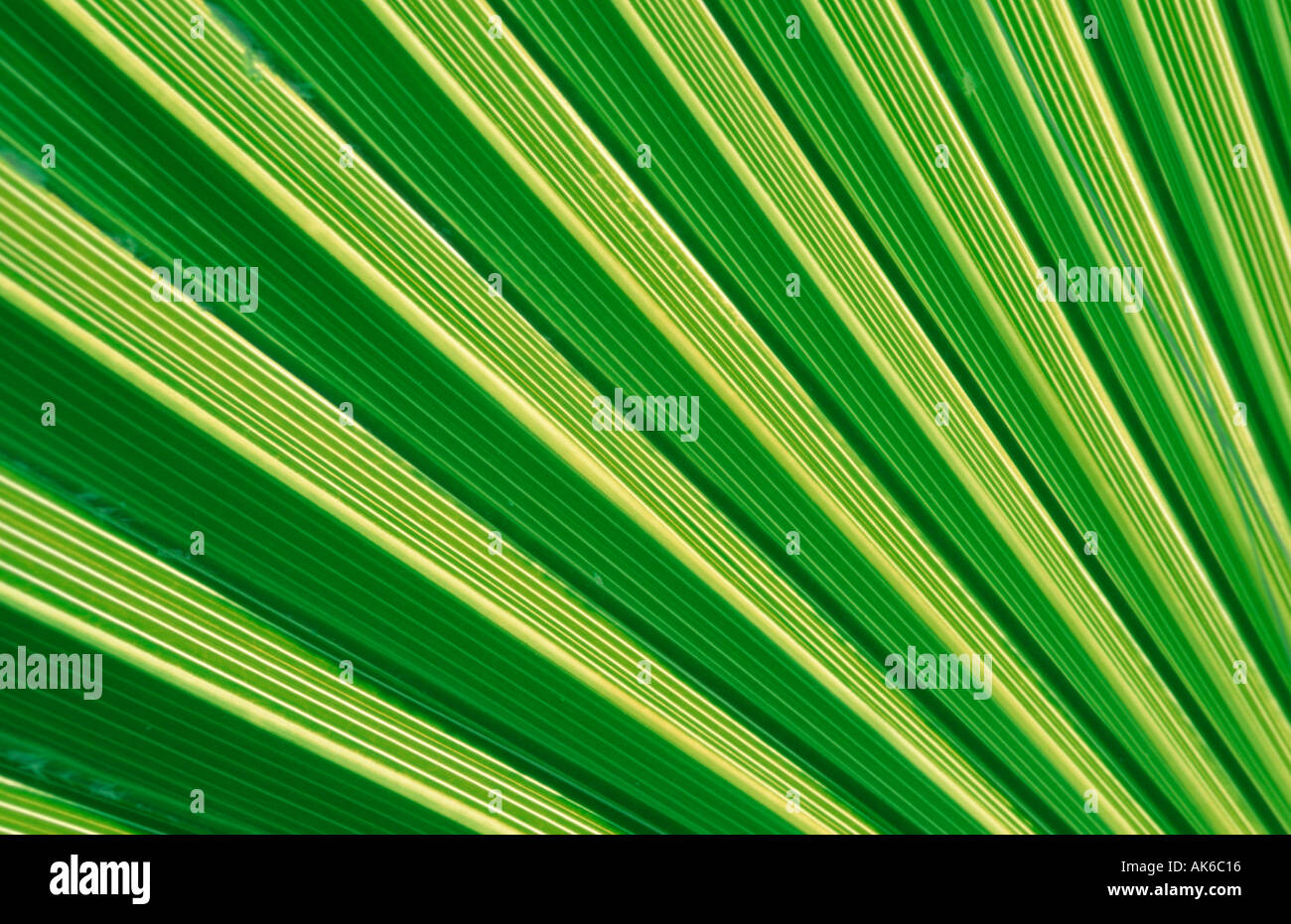 La ventola di foglie di palma Faecherpalmenblatt piante Pflanzen Palmengewaechse Arecaceae Nahaufnahme dettaglio chiudere fino Foto Stock