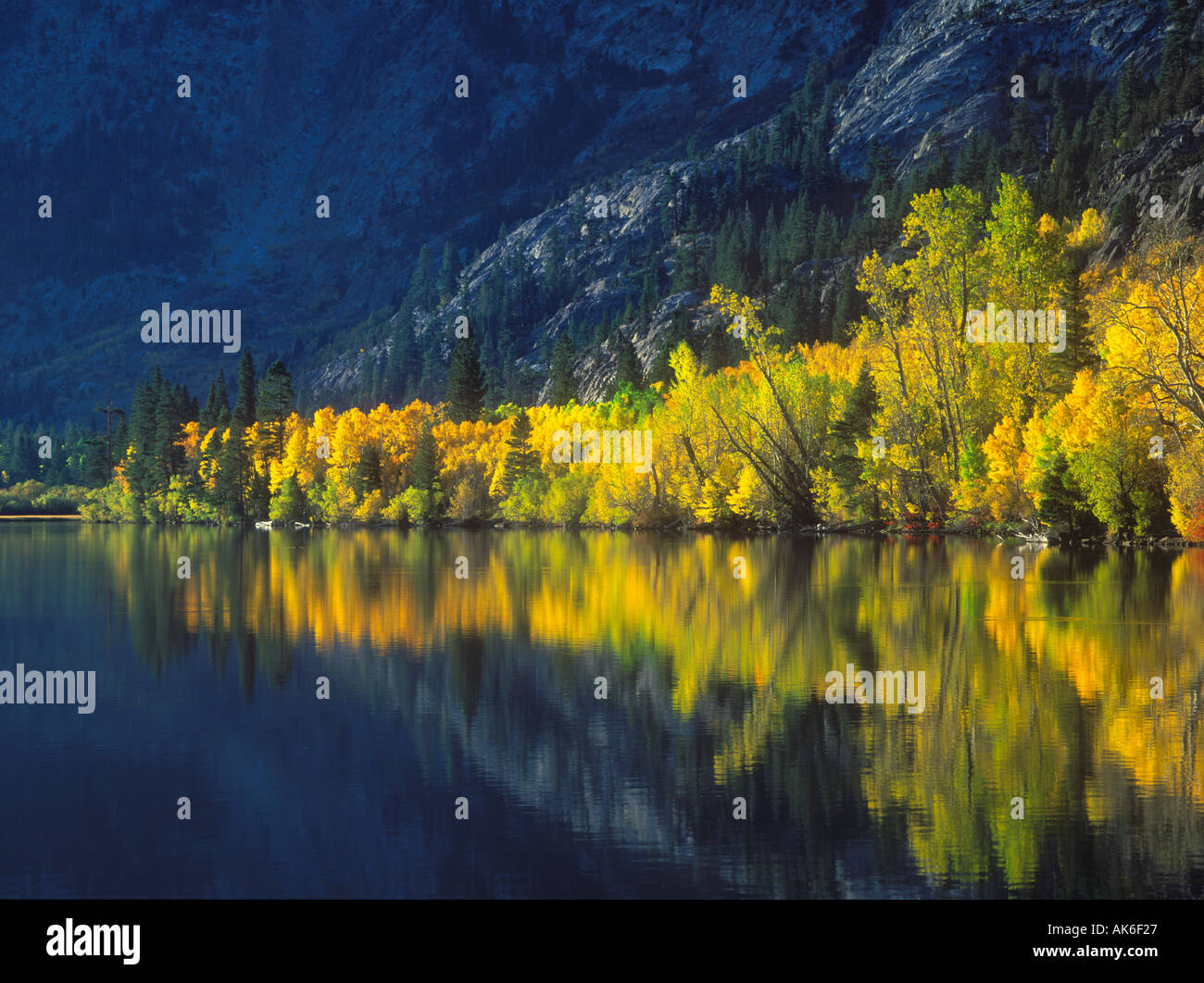 Golden fall aspens sono riflessi nelle acque del lago di argento sul lato est delle Montagne della Sierra Nevada della California Foto Stock