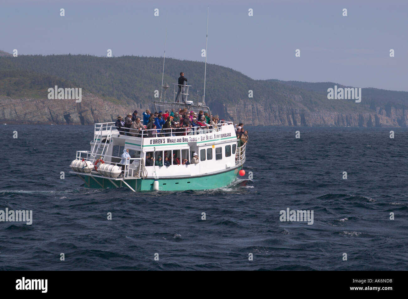 Whale watching in barca Baia Whitless Penisola di Avalon Foto Stock