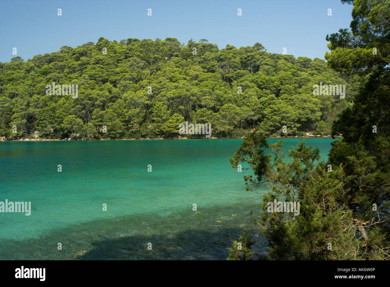 Alberi di pino sulla coast del lago salato Veliko jezero o grande lago sull isola di Mljet Croazia Foto Stock