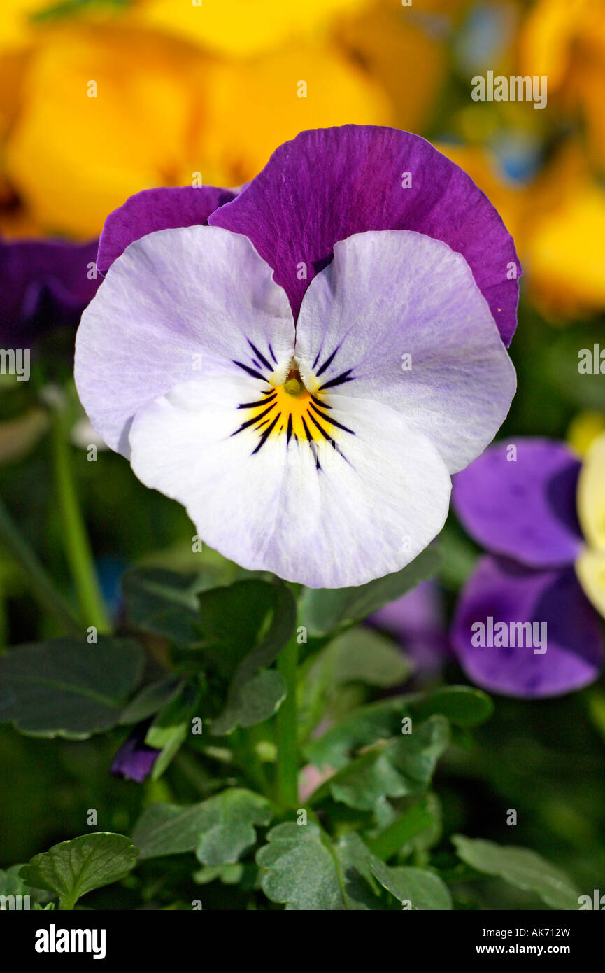 Pansy cornuto Foto Stock