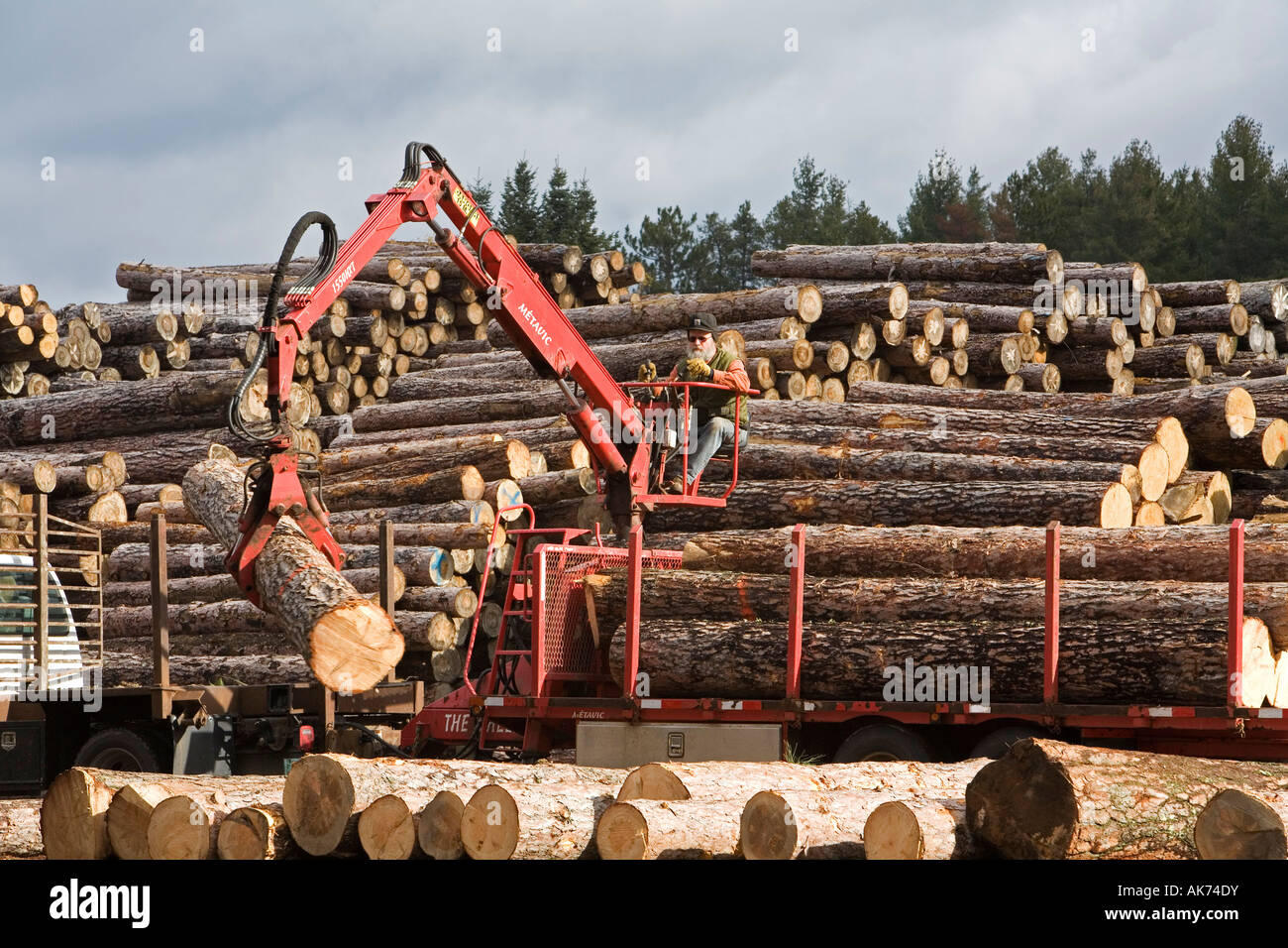 Arbor Vitae Wisconsin log vengono scaricati da un camion all'Pukall legname Azienda segheria Foto Stock