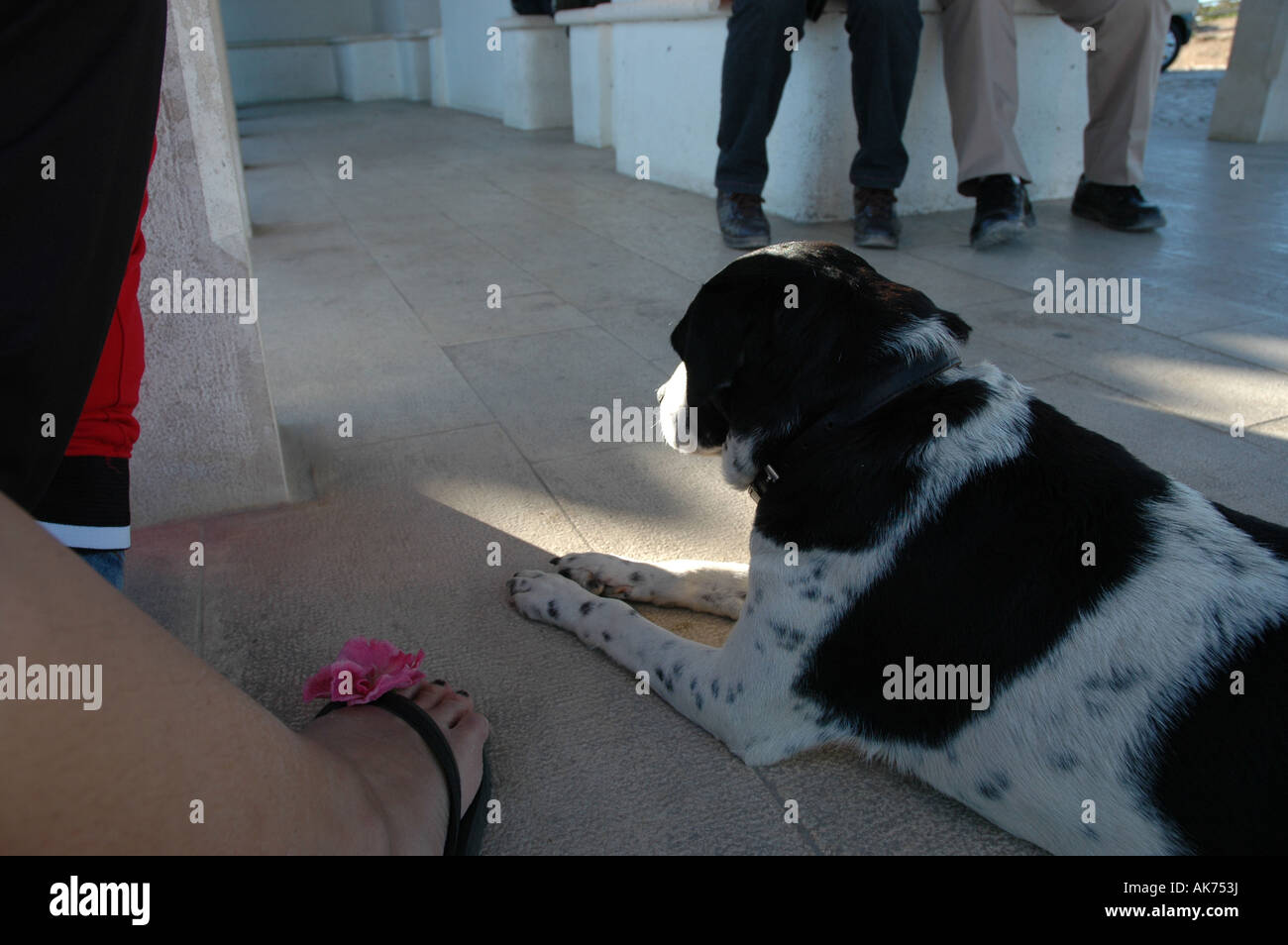 Cap Cabo da Roca cane effettuare Hund ausführen giacente Liegen piedi Füsse fondo piano seminterrato di massa Foto Stock