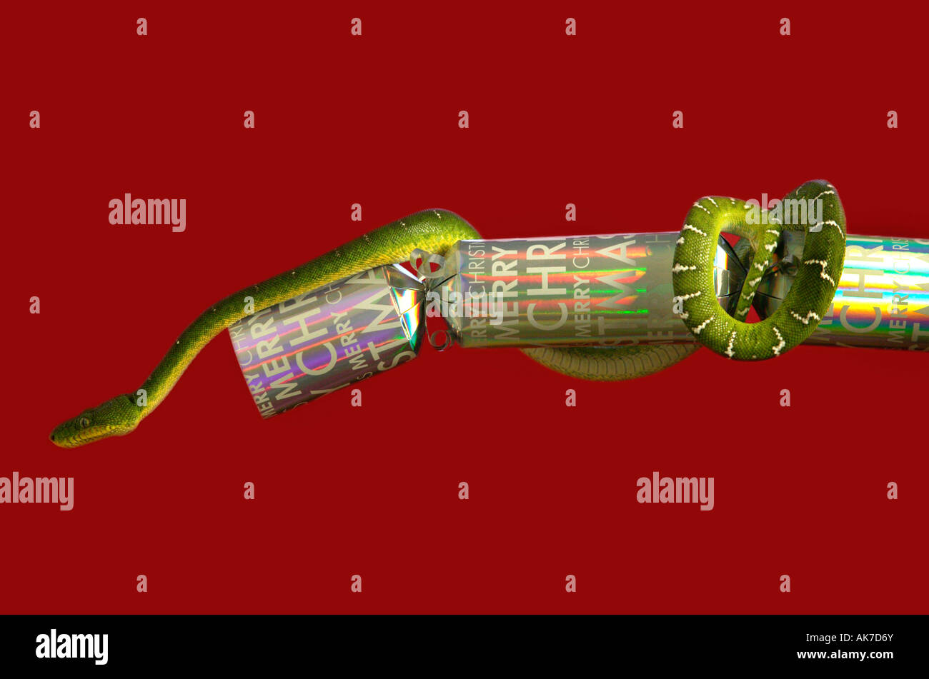 Emerald Tree Boa, Christmas Cracker, snake serpente Foto Stock