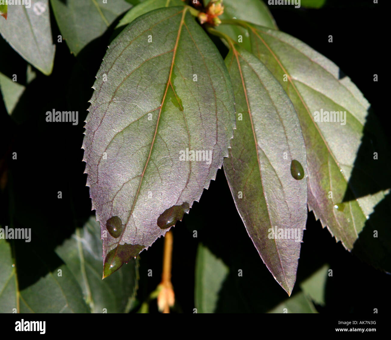 Gocce di acqua su foglie di autunno. Foto Stock