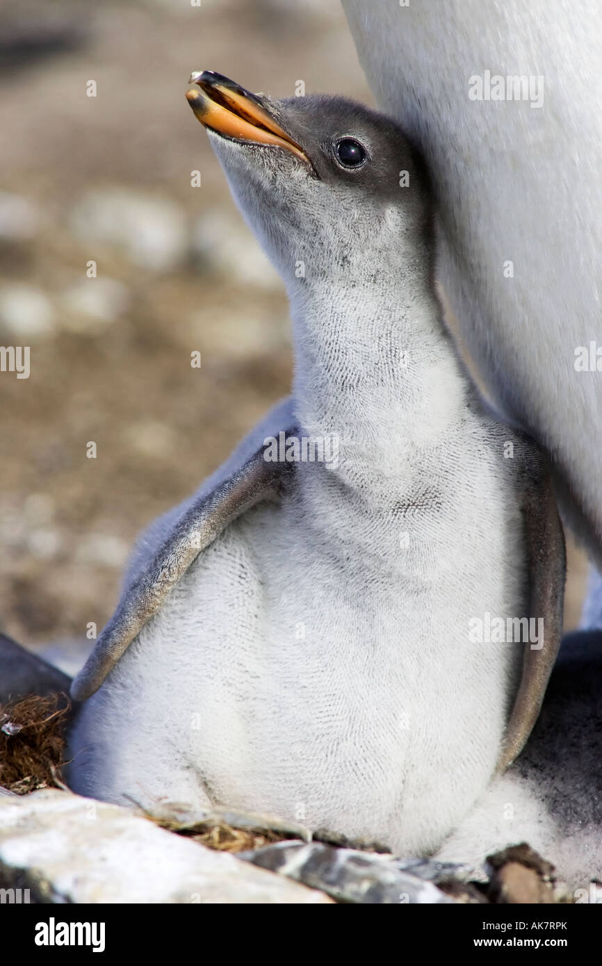 Un giovane pinguino Gentoo pulcino Foto Stock