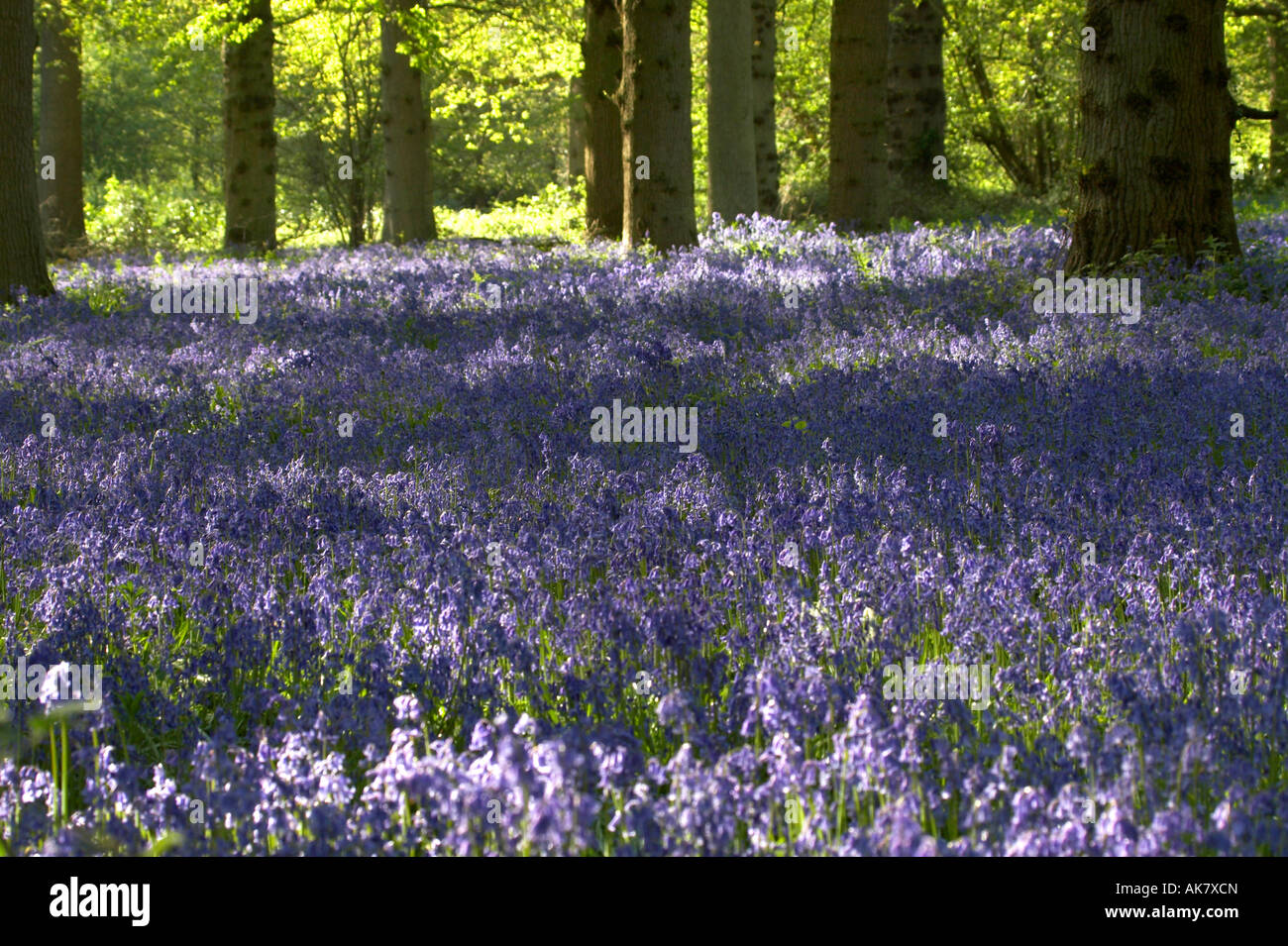 Bluebell legno a Blickling, Norfolk. Foto Stock