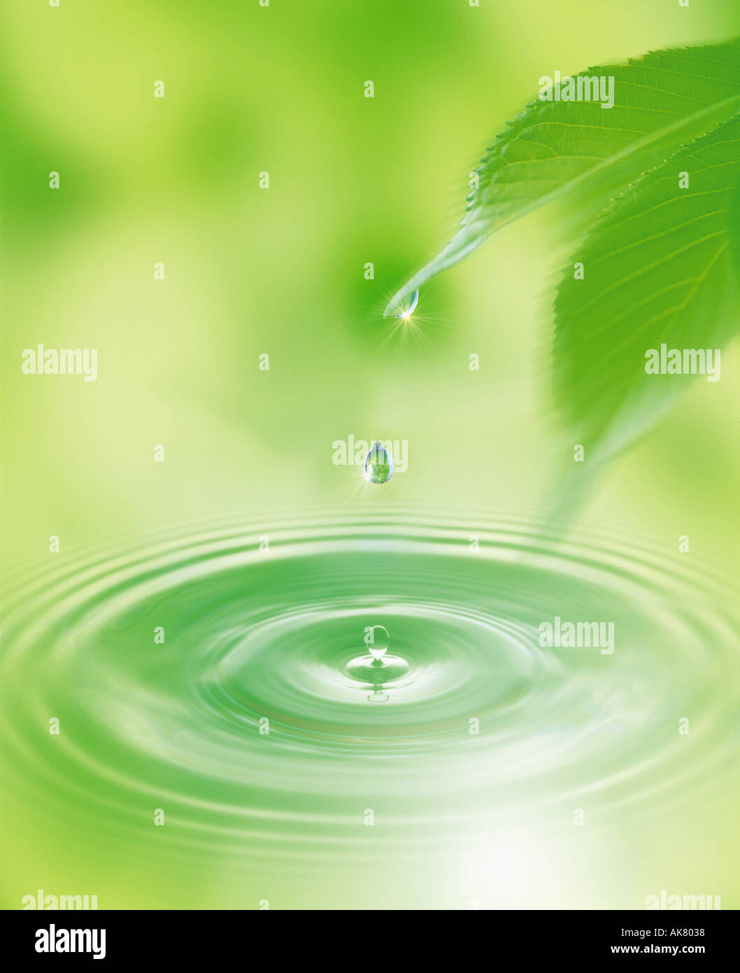 Goccia di acqua da freschi a foglia verde Foto Stock