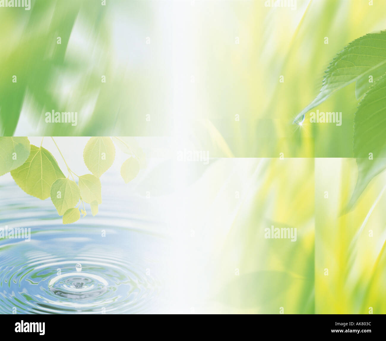 Acqua fresca di ondulazione di foglie verdi Foto Stock
