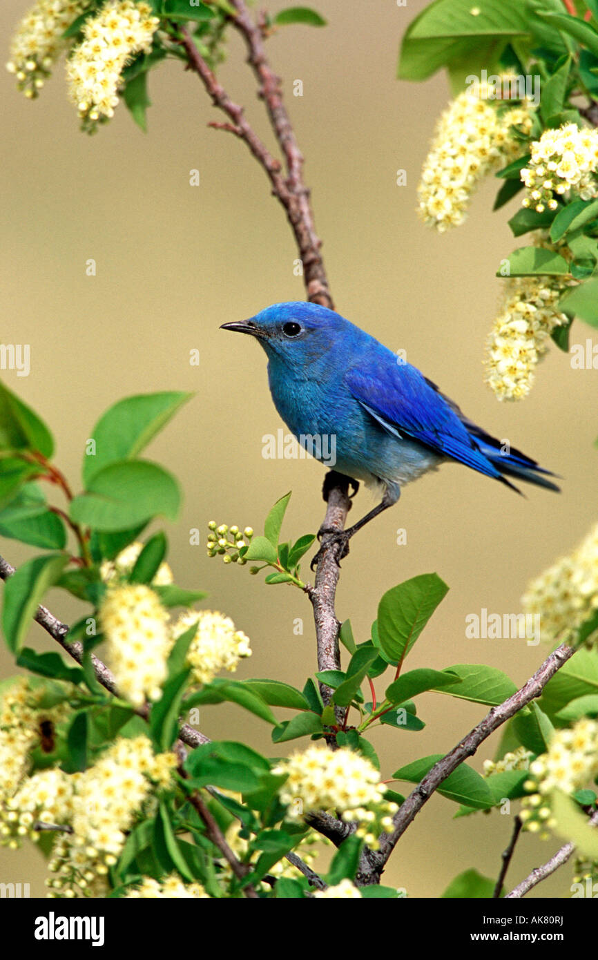 Mountain Bluebird strozzatura in ciliegio verticale Foto Stock