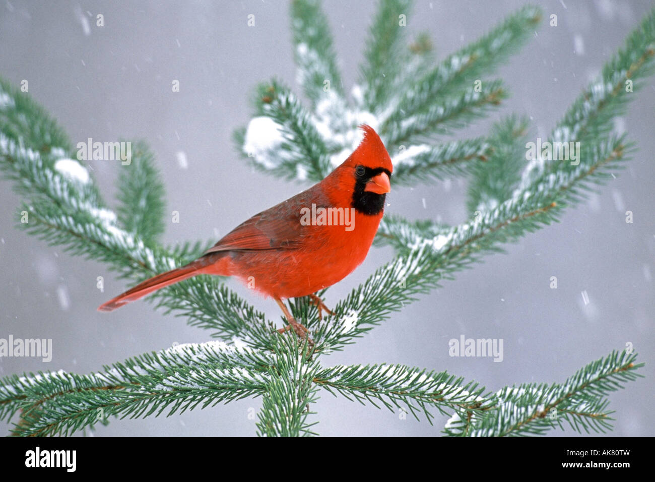 Maschio Cardinale settentrionale nella coperta di neve albero di abete rosso Foto Stock