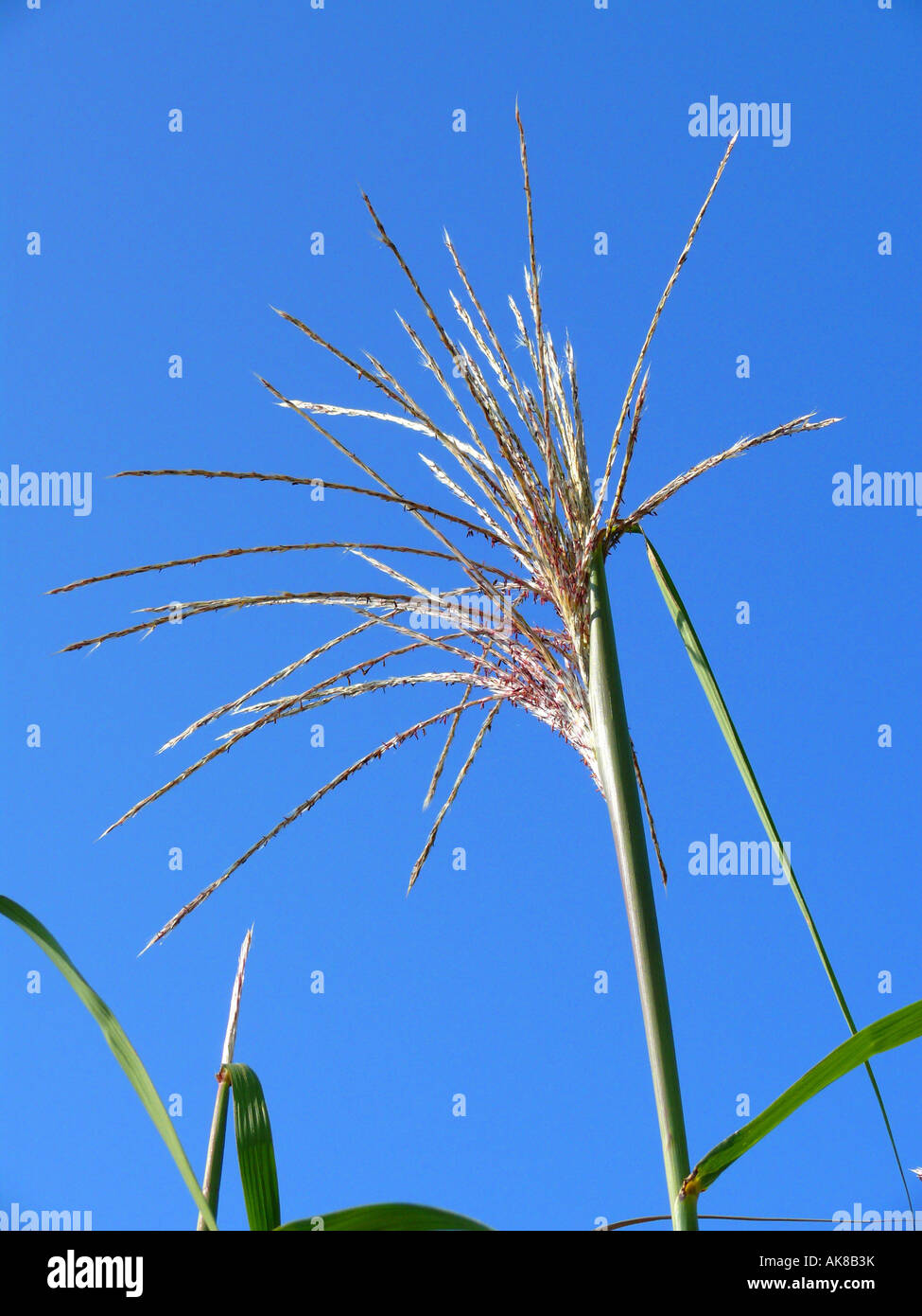 Miscanto, Zebra erba, erba di Tiger (miscanthus sinensis), fioritura Foto Stock