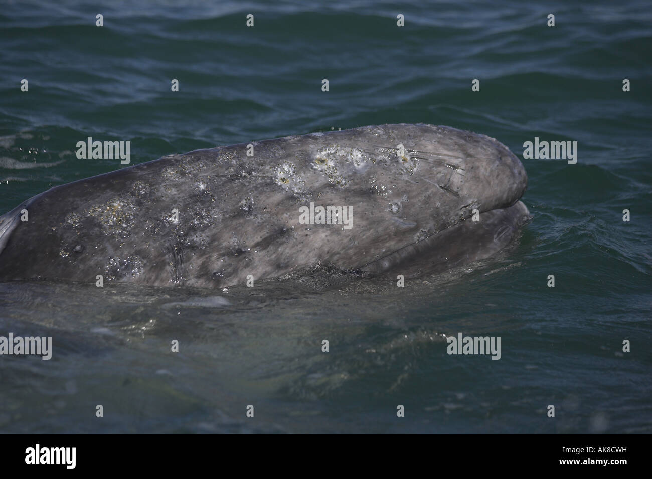 Balena Grigia (Eschrichtius robustus, Eschrichtius gibbosus), di vitello alla superficie dell'acqua, Messico, Baja California Foto Stock