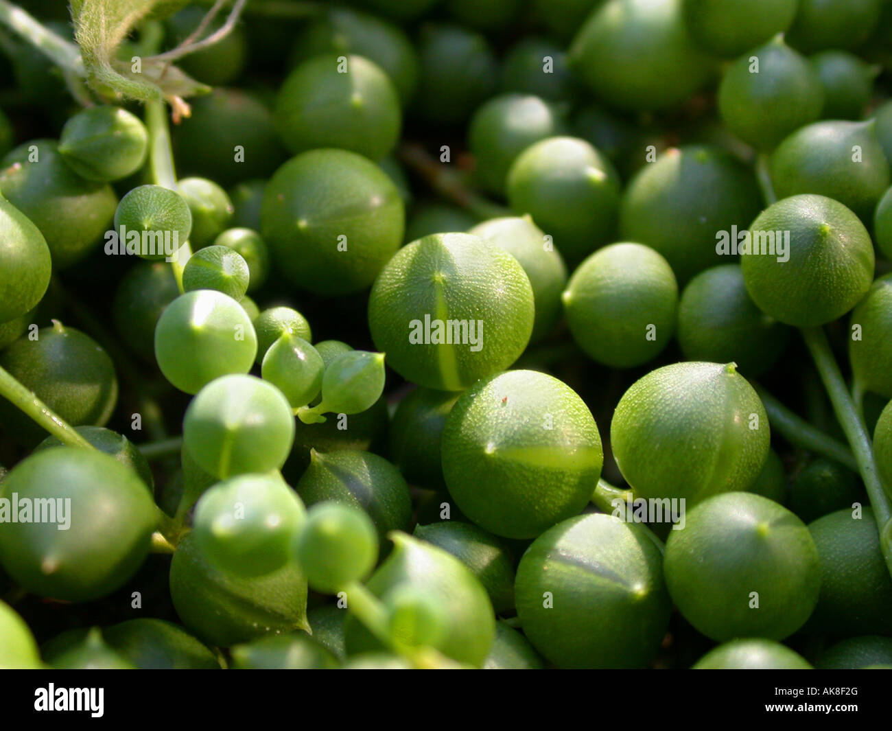 Ribes, stringa di perle, stringa-di-perle. String-di-marmi, stringa-di-Piselli (Senecio rowleyanus), succulenti foglie Foto Stock