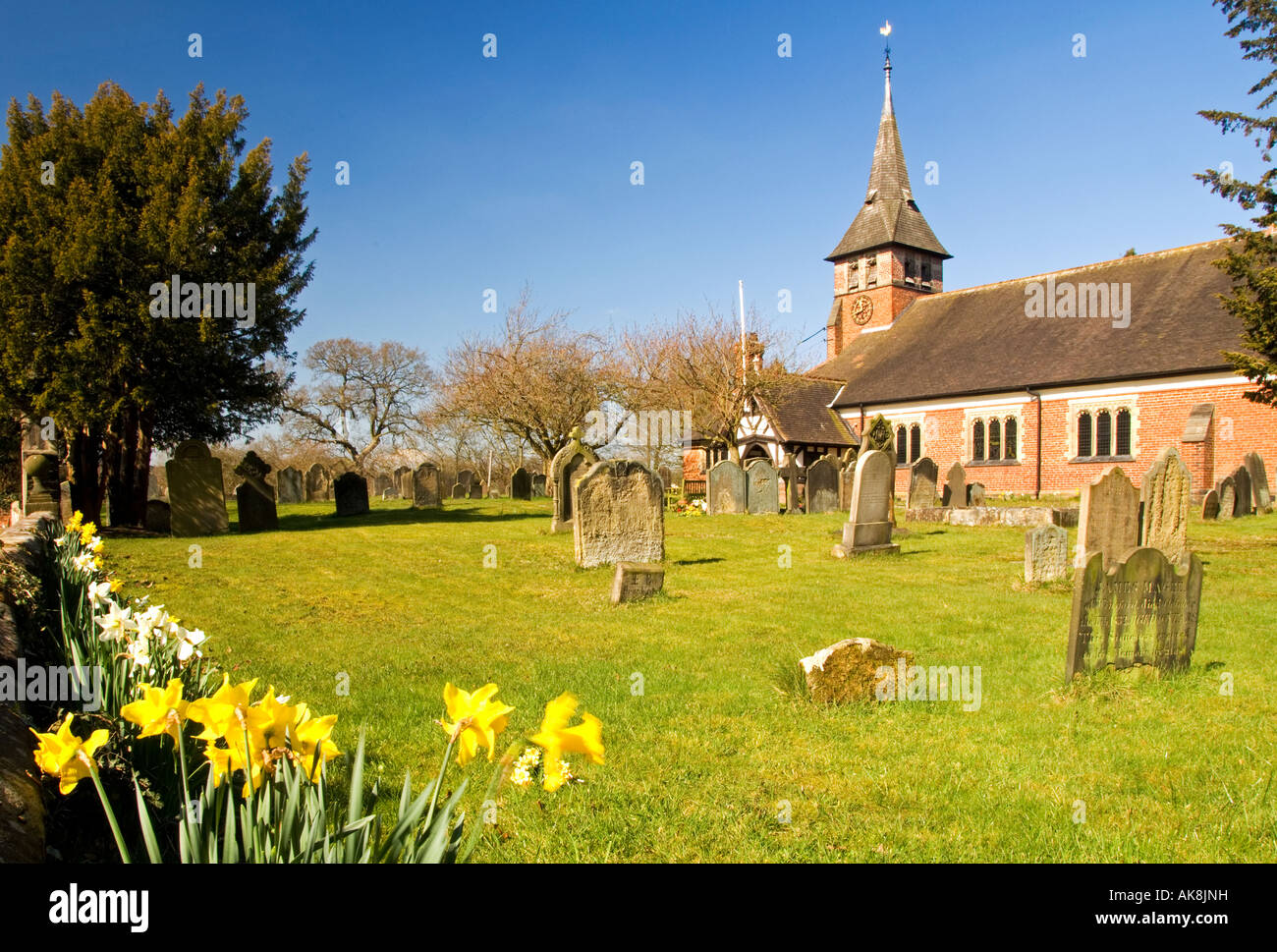 Giunchiglie in Santa Maria la Chiesa parrocchiale del villaggio di Whitegate, Cheshire, Inghilterra, Regno Unito Foto Stock