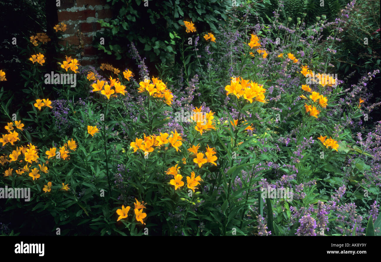 Contrasto di colore blu arancione estate perenials Alstromeria Ligtu ibrido e Nepeta Six Hills Giant Foto Stock